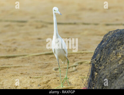 Little Blue Heron (Egretta caerulea) ein Jugendlicher wenig Blue Heron noch mit weissem Gefieder und gelbe Beine futtersuche am Strand von Castara, Tobago. Stockfoto