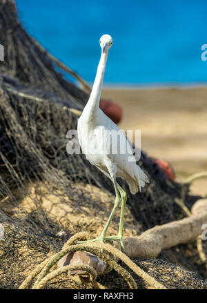 Little Blue Heron (Egretta caerulea) ein Jugendlicher wenig Blue Heron noch mit weissem Gefieder, hat auch gelbe Beine. Die Nahrungssuche in Fischernetze in Tobago Stockfoto