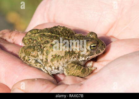 (Epidalea calamita Natterjack toad), Großbritannien, in der Hand Stockfoto