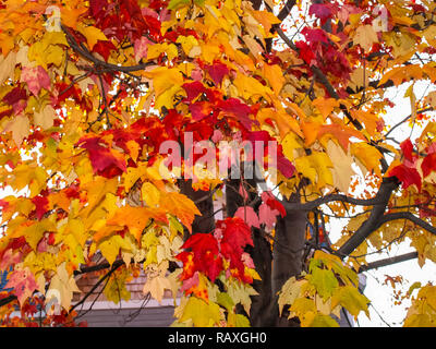 Herbst am Ufer des Lake Huron, eine wunderschöne Herbstlandschaft. Stockfoto