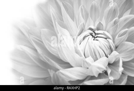 Details der blühenden white dahlia frische Blumen Makro Fotografie. Schwarz-weiß Foto betont Textur, Kontrast und verschlungene florale Muster mer Stockfoto