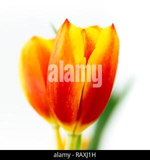 Rot, Gelb und Orange Tulpe Blume Nahaufnahme Makro Foto mit geringer Tiefenschärfe gegen den weißen Hintergrund. Quadratischen Format. Stockfoto