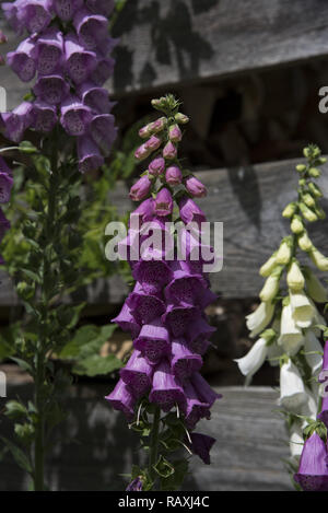 Digitalis purpurea Blüte in einem Garten in Deutschland. Stockfoto