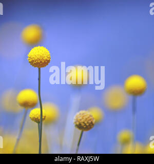 Australian native Gelb Billy Button Blumen, Craspedia Hastata, Daisy Familie der Asteraceae. Auch als woollyheads oder drumstick Blumen bekannt. Stockfoto