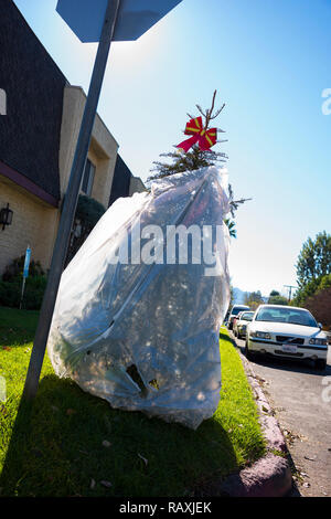 Tage nach Weihnachten, ein Weihnachtsbaum, in einem Kunststoff Papierkorb Beutel verpackt, ist sie in die bordsteinkante geworfen, die für Abfall abholen. Stockfoto