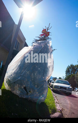 Tage nach Weihnachten, ein Weihnachtsbaum, in einem Kunststoff Papierkorb Beutel verpackt, ist sie in die bordsteinkante geworfen, die für Abfall abholen. Stockfoto