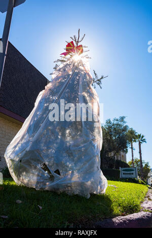 Tage nach Weihnachten, ein Weihnachtsbaum, in einem Kunststoff Papierkorb Beutel verpackt, ist sie in die bordsteinkante geworfen, die für Abfall abholen. Stockfoto