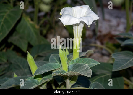 Datura stramonium, Devil's Snare, Devil's Trompete, Devil's Unkraut, im Hinterhof, Namibia Stockfoto