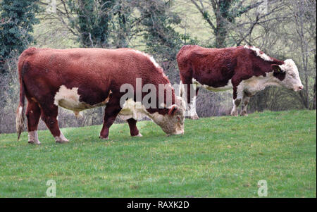 Herefordshire Stammbaum Stier und Kuh grasen auf einer Wiese Stockfoto