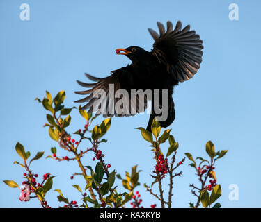 Gemeinsame Amsel, Turdus merula, erwachsenen Mann nimmt einen roten Ilex Berry in seiner gelben Schnabel und weg mit ausgebreiteten Flügeln fliegen, Deutschland Stockfoto