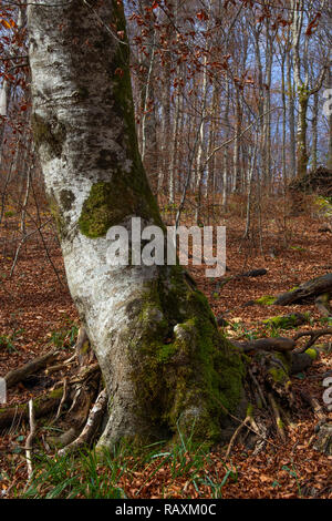 In der Mitte des Holzes und nichts. Plitvice, Kroatien Stockfoto