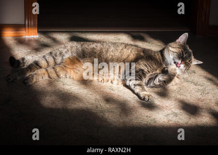 Weibliche tabby Katze pflegt beim Sonnenbaden Stockfoto