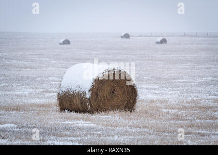 Ballen Heu im südlichen Alberta Feld Ende Dezember mit wenig Schnee auf dem Boden Stockfoto