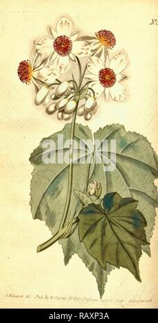 Botanische Drucken nach Sydenham Teast Edwards 1768 - 1819 Sydenham Edwards war eine natürliche Geschichte Illustrator, Britische neuerfundene Stockfoto