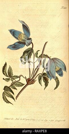 Botanische Drucken nach Sydenham Teast Edwards 1768 - 1819 Sydenham Edwards war eine natürliche Geschichte Illustrator, Britische neuerfundene Stockfoto