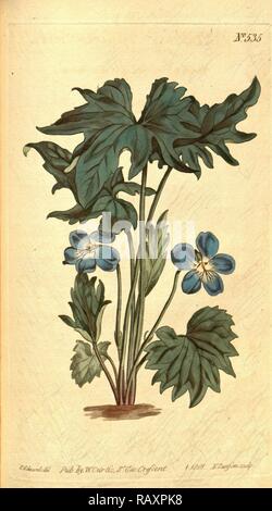 Botanische Drucken nach Sydenham Teast Edwards 1768 - 1819 Sydenham Edwards war eine natürliche Geschichte Illustrator, Britische neuerfundene Stockfoto