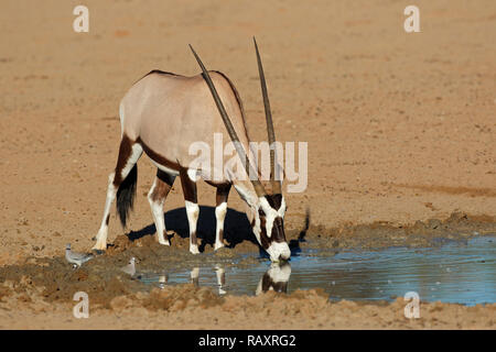 Ein Gemsbock Antilope (Oryx Gazella) Trinkwasser, Kalahari-Wüste, Südafrika Stockfoto