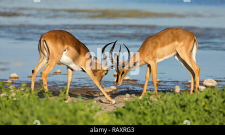 Zwei männliche Impala Antilopen (Aepyceros melampus) kämpfen, Etosha National Park, Namibia Stockfoto