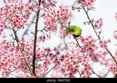 Eine bunte weiblich Orange-bellied Leafbird feed auf wilde Himalayan Kirsche Blume Stockfoto