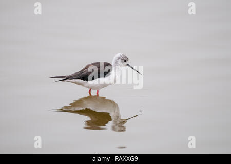 Schwarz - geflügelte Stelzenläufer, Himantopus himantopus, auf dem Wasser, Namibia Stockfoto