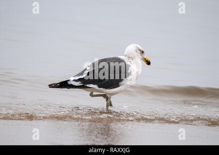 Kap Gull, Kelp Möwe am Strand, Larus dominicanus vetula, Namibia Stockfoto