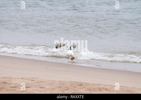 Seagull essen Muscheln am Strand, Kap Gull, Kelp Gull, Larus dominicanus vetula, Walvis Bay, Namibia Stockfoto