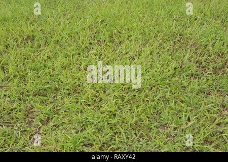 Grasgrün Textur aus einem Feld Stockfoto