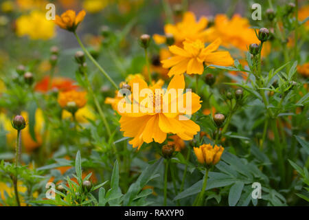 Cosmos Sulphureus "Gemischte Helligkeit" Blumen. Stockfoto