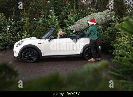 Deck der Hallen: Mit Tausenden von Menschen auf der Straße bis zu ihrem jährlichen Weihnachtsbaum, MINI hat partnered mit Schaftmaschinen, um Käufer sicherer Transport Home ihre Bäume home dieses Wochenende Mitarbeiter an dobbies sind in voller Weihnachtsstimmung, da Sie bereit, Fahrzeuge mit ihren jährlichen Weihnachtsbaum zu packen, was vorhergesagt ist der größte Wochenende für Verkäufe mit einem Viertel der echten Weihnachtsbaum Umsatz erwartet an diesem Samstag und Sonntag zwischen sechs und acht Millionen echte Weihnachtsbäume sind in Großbritannien verkauft jedes Jahr 76% der Briten ein Weihnachtsbaum in Ihren haben wird, Stockfoto