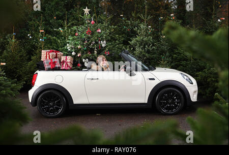 Deck der Hallen: Mit Tausenden von Menschen auf der Straße bis zu ihrem jährlichen Weihnachtsbaum, MINI hat partnered mit Schaftmaschinen, um Käufer sicherer Transport Home ihre Bäume home dieses Wochenende Mitarbeiter an dobbies sind in voller Weihnachtsstimmung, da Sie bereit, Fahrzeuge mit ihren jährlichen Weihnachtsbaum zu packen, was vorhergesagt ist der größte Wochenende für Verkäufe mit einem Viertel der echten Weihnachtsbaum Umsatz erwartet an diesem Samstag und Sonntag zwischen sechs und acht Millionen echte Weihnachtsbäume sind in Großbritannien verkauft jedes Jahr 76% der Briten ein Weihnachtsbaum in Ihren haben wird, Stockfoto