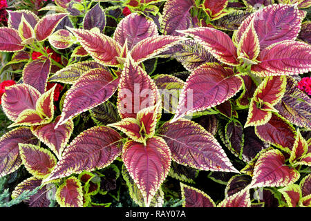 Red Coleus Pflanze mit gelben Kanten closeup auf ein Blumenbeet, Ansicht von oben Stockfoto
