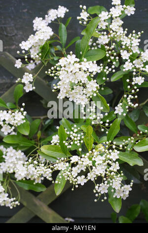 Holzbär. Firethorn Blumen im Frühling. Stockfoto