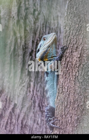 Gippsland Wasser Drache Stockfoto