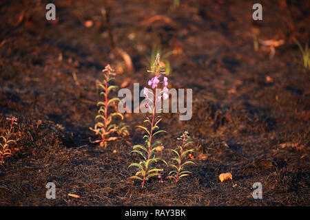 Rosebay Weidenröschen (Chamerion angustifolium) blüht nicht lange nach einem wildfire im Bereich der Vegetation gelöscht. Stockfoto