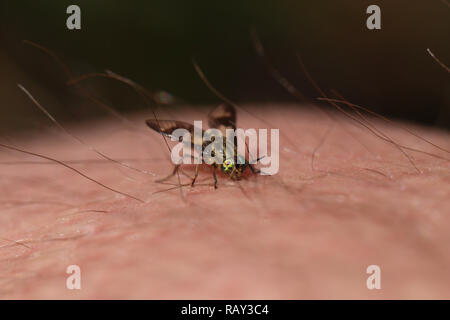 2-flügeligen Deerfly (Chrysops relictus) Beißen eines Menschen. Die Insekten können eine schmerzhafte Biss liefern. Stockfoto