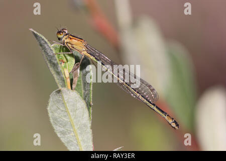Blau-tailed Damselfly (Ischnura Elegans) Stockfoto