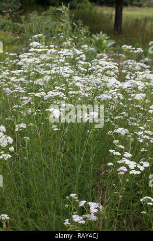 Schafgarbe, Schafgarbe, Gewöhnliche Wiesen-Schafgarbe, Schafgabe, Achillea millefolium, Schafgarbe, Common Yarrow, Achillée millefeuille, la Millefeuille Stockfoto