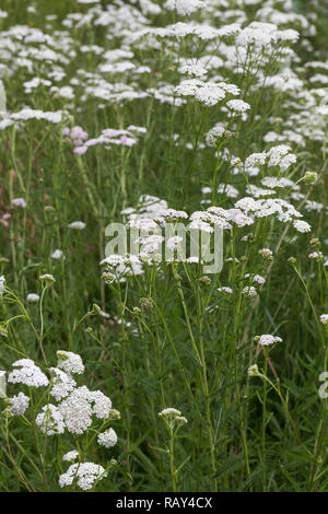 Schafgarbe, Schafgarbe, Gewöhnliche Wiesen-Schafgarbe, Schafgabe, Achillea millefolium, Schafgarbe, Common Yarrow, Achillée millefeuille, la Millefeuille Stockfoto
