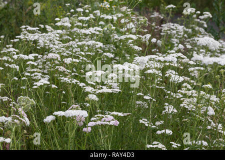 Schafgarbe, Schafgarbe, Gewöhnliche Wiesen-Schafgarbe, Schafgabe, Achillea millefolium, Schafgarbe, Common Yarrow, Achillée millefeuille, la Millefeuille Stockfoto
