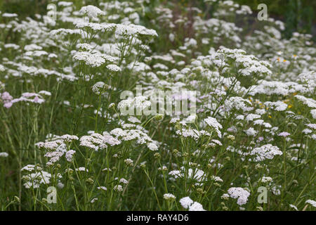 Schafgarbe, Schafgarbe, Gewöhnliche Wiesen-Schafgarbe, Schafgabe, Achillea millefolium, Schafgarbe, Common Yarrow, Achillée millefeuille, la Millefeuille Stockfoto