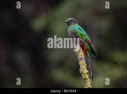 Glänzende Quetzal in Costa Rica Stockfoto