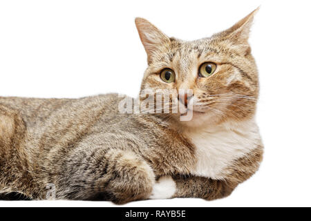 Closeup Portrait eines liegenden Hauskatze mit einem überraschten Blick, isoliert auf weißem Stockfoto