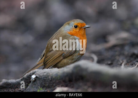 Robin. Erithacus Rubecula. Einzelnen Erwachsenen auf dem Boden. Winter. Staffordshire. Britische Inseln. Stockfoto