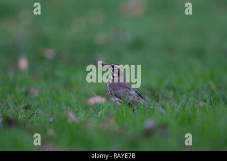 Redwing. Turdus Iliacus. Einzelne Erwachsene auf Gras in einer Parklandschaft. Winter. Staffordshire. Britische Inseln. Stockfoto