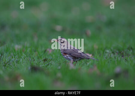 Redwing. Turdus Iliacus. Einzelne Erwachsene auf Gras in einer Parklandschaft. Winter. Staffordshire. Britische Inseln. Stockfoto