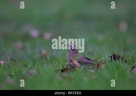 Redwing. Turdus Iliacus. Einzelne Erwachsene auf Gras in einer Parklandschaft. Winter. Staffordshire. Britische Inseln. Stockfoto