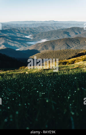 Atemberaubende Mt Buller Berg lagen am frühen Morgen die Sonne mit Nebel im Tal und Tau auf dem grünen Gras im Sommer. Stockfoto