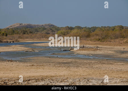 Vögel, Tiere und Landschaft in Yala National Park, Sri Lanka Stockfoto