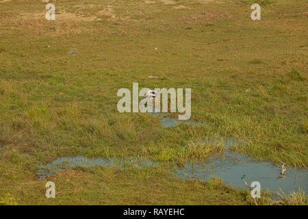 Painted Stork und White throated Kingfisher in Yala NP, Sri Lanka Stockfoto