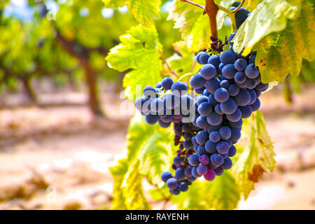 Französische Rote und Rose Wein trauben Pflanze, auf Ocker mineralischen Boden, neue Ernte für Keltertrauben in Frankreich, Vaucluse Luberon AOP-Domäne oder chateau Rebe Stockfoto